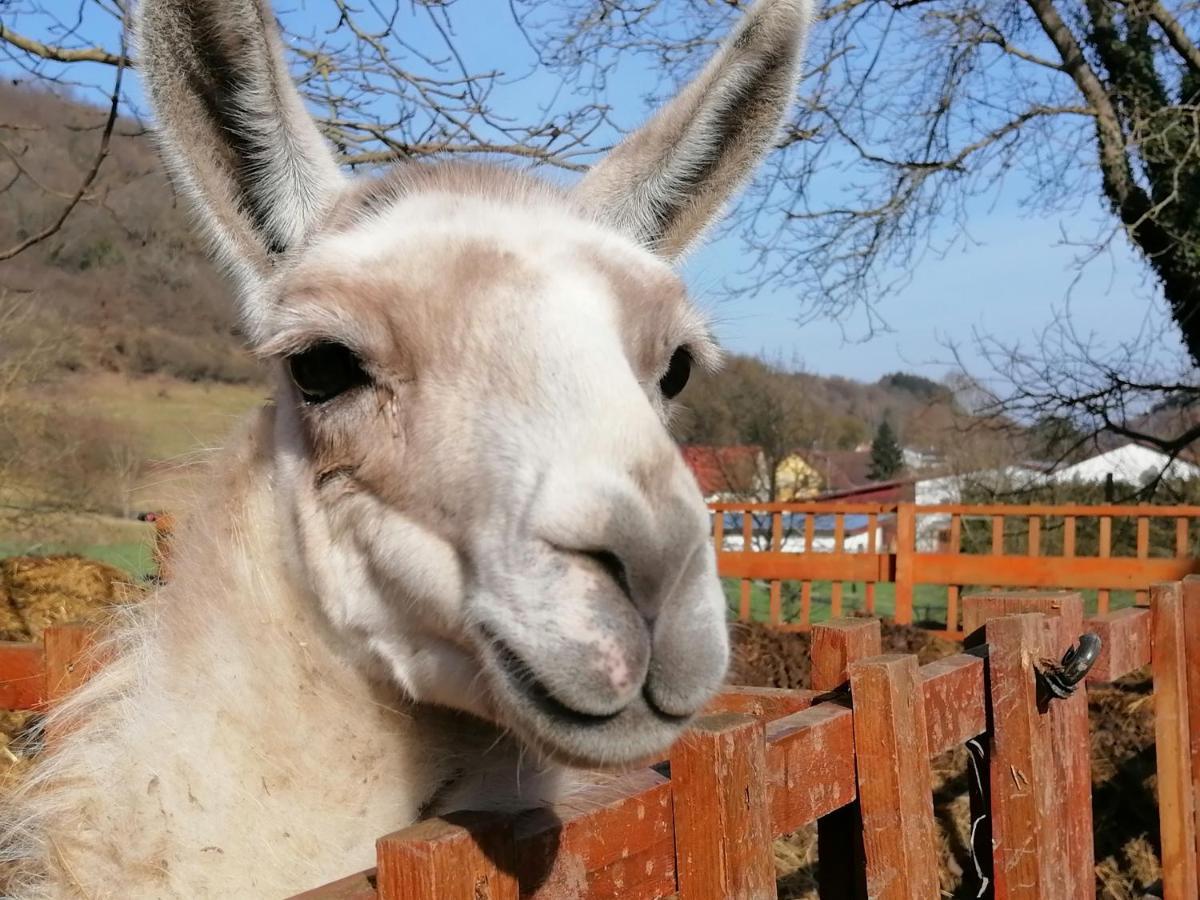 Zuruck Zur Natur - Urlaub Im Zirkuswagen, Sommeratelier Oder Schindelwagen Adenbach Dış mekan fotoğraf